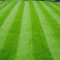 The ideal lawn: natural or artificial? We analyze the arguments in favor of the artificial from landshaft-design.kiev.ua