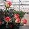 How to grow flowers for sale