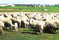 Вівчарство: рентабельність бізнесу в Україні