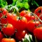 How to get a good harvest of tomatoes: all the secrets