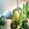 Какие лампы используются для выращивания растений